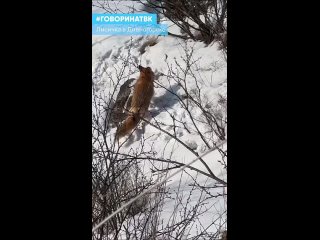 Лисичка в Дивногорске