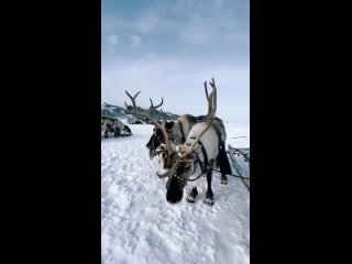 День оленевода в Аксарке – праздник без преувеличения легендарный.