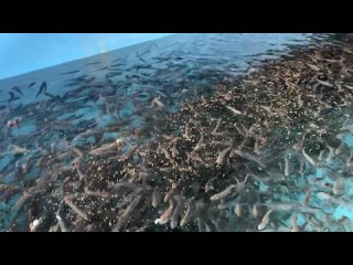 Видео от Рыбная ферма “Нептун“