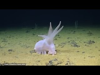 Meanwhile under the deep sea