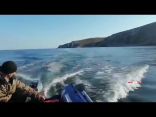 В Охотском море косатка напала на лодку с рыбаками и чуть не потопила их.