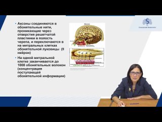 Оганесян Марине Валиковна: Проводящий путь обонятельного анализатора, подкорковые и корковые центры обоняния