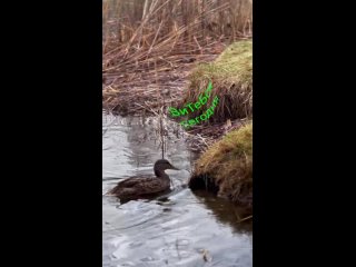 Можно ли подкармливать батоном уток в городских водоемах?