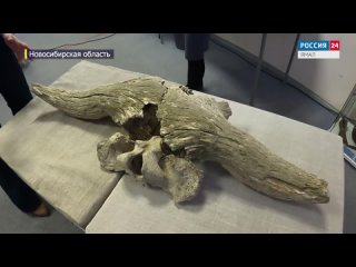 На берегу Обского моря обнаружили останки древнего животного