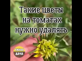 Video by Умная дача