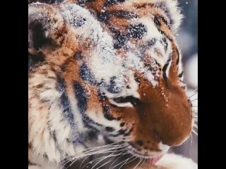 Красавец - амурский тигр