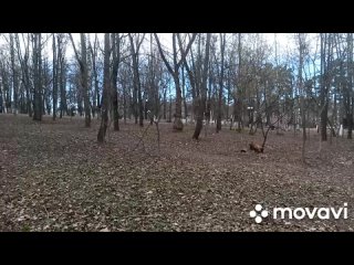 Как реально выглядит Аллея Славы и памятник Вечный огонь в городе Красногорске