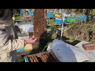 Пчелосемьи получили такое мощное развитие, что мы вынуждены делать суперранние отводки.