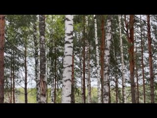 Видео от Дом в лесу у реки, аренда дома город Чайковский