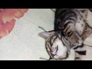 Бенгальские кошки питомника “Тульские Тигры“tan video