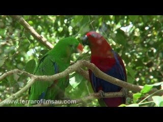 Благородный зелёно-красный попугай / Eclectus roratus