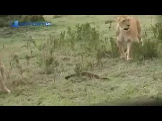 Мангуст тягается с 4 львами