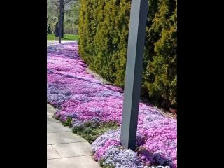 Цветочный ковёр в парке Краснодар