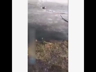 В подмосковной Шатуре школьница бросилась в ледяной пруд, чтобы спасти собаку.