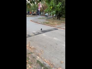 Вот это смекалка
 🤓
Ворона кладёт орехи на дорогу, чтобы машины переехали их и открыли.