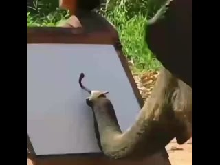 Слон демонстрирует таланты художника