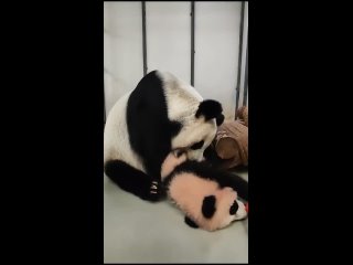 🥊 Кун-фу панды!