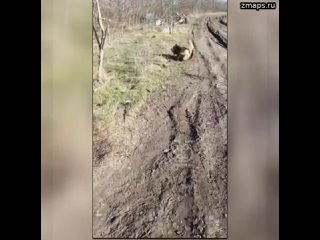 Четвероногие герои СВО: позывной Балбес  Как и в Великую Отечественную в нашей армии очень много ч