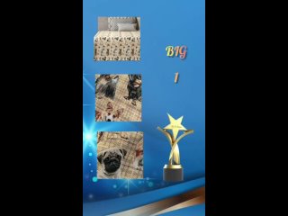 Видео от Выставка собак САС ЧФ ЗАЖИГАЕМ ЗВЕЗДЫ BIG 1