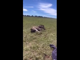Счастливая зебра