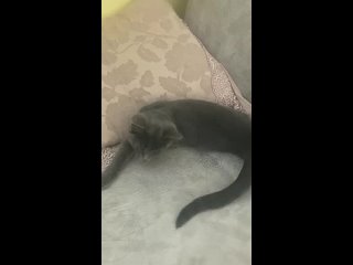 Video by Наташа и коты. Помощь котикам Кольчугино