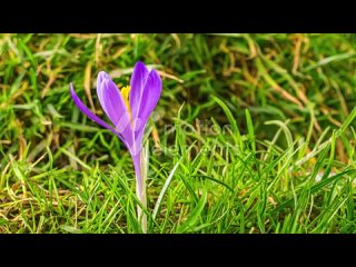 30903940_MotionElements_snow-melting-and-crocus-flower-blossom-in-green-spring-meadow-time-lapse_preview.mp4