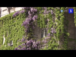 Лиловый «водопад»: глициния окутала фасад жилого дома в Севастополе
