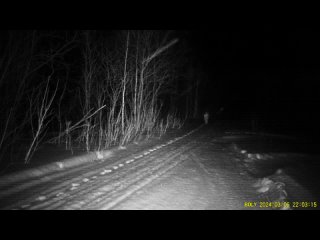 Рысь попала в фотоловушку в национальном парке в Челябинской области