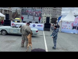 Полицейская собака на показательных выступлениях на “Дне защиты людей“ в Челябинске