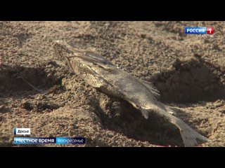 Татарстанские экологи прогнозируют этим летом засуху