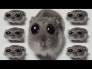 Грустный хомяк с большими глазами (Alex Reeg remix) - Sad hamster 2024 Танцевальная версия