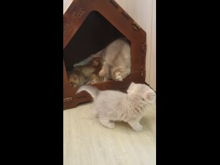 Видео от Family Fox питомник британских золотых кошек