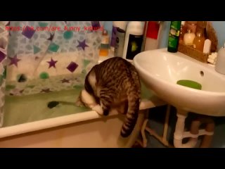 Любопытный котяра свалился в ванну