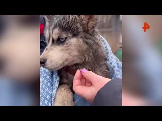 À Orsk, plus de 40 huskies ont été sauvés d’un chenil inondé