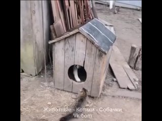 Видео от Животные - Котики - Собачки