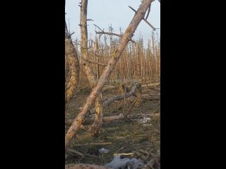 Разбитые позиции боевиков украинских формирований в лесах под Кременной. В кадр также попал уничтоженный украинский БТР M113 аме