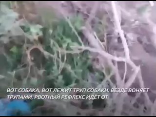 Десятки мёртвых собак рядом с центром содержания животных нашли под Таганрогом, в Фёдоровке. 🐕