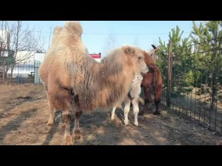 Пара барнаульских верблюдов вышла на первую прогулку со своим детёнышем