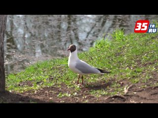 Ранние пташки: утренняя орнитологическая экскурсия прошла в Кремлевском саду