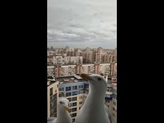 Надо их покормить  вообще- то,а не видео тупо снимать! - Анастасия Янина