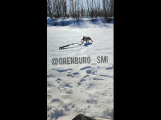 Лиса украла бур для рыбалки в посёлке Листвянка в Беляевском районе Оренбургской области