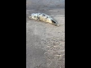 В деревне Саркюля всего в нескольких километрах от эстонской границы нашли сильно истощенную самочку серого тюленя