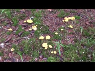 Летний поход за грибами (лисичками) #6