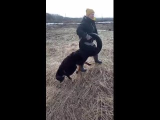 Видео от Кавказские овчарки и хотошо - питомник Гамаюн