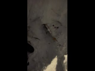Бездомную собаку похоронили заживо под снегом в Новом Уренгое