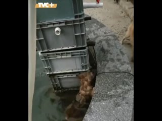 Отважный пёс спас котика, который тонул в холодной воде