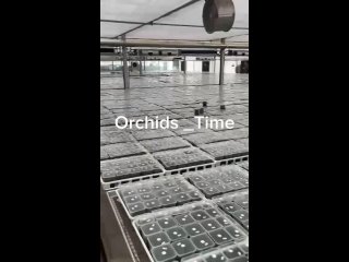 Видео от Орхидея Фаленопсис. Орхидеи из Азии. Опт.