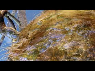 Покемон навсегда Селеби  голос леса  фильм  2001  720  Аниме  Руcская озвучка  субтитры  MFTB