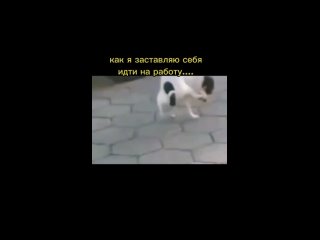 Video by СМЕШНЫЕ ВИДЕО,фото,хайп юмор