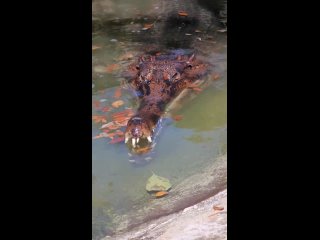 Гавиаловый крокодил гавиалокрокодилит рыбу. Но может не только её.